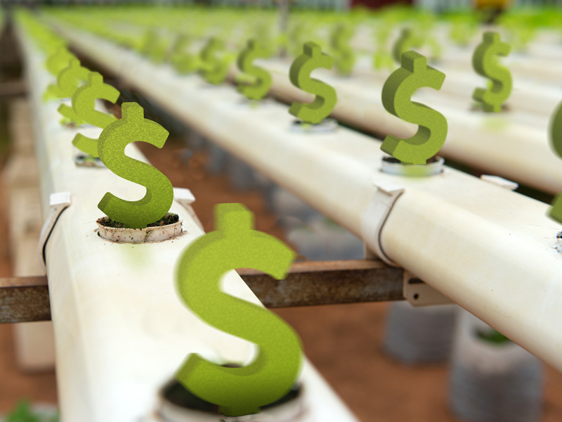 hydroponic dollar bills growing