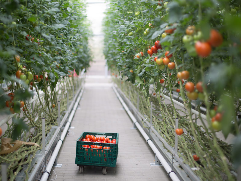 vertical farming tomatoes power heat chp