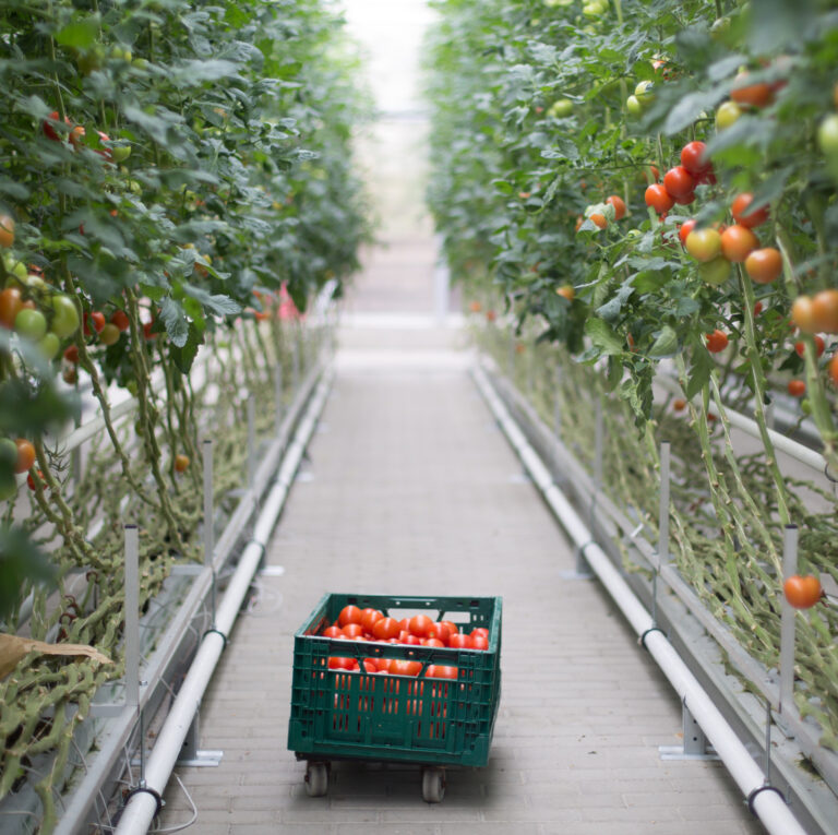 indoor growing tomatoes power requirements