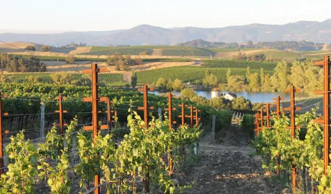 napa case study